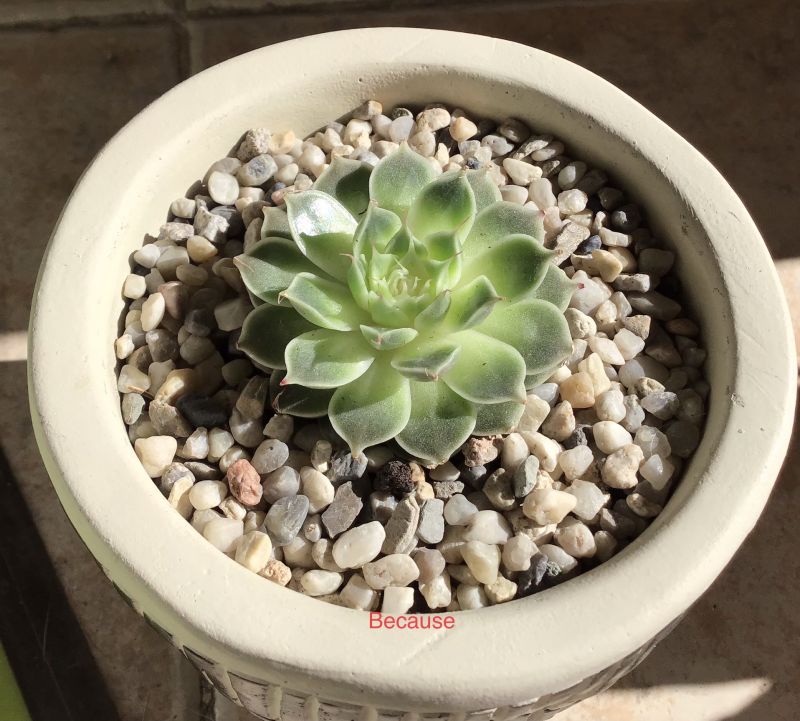 Photo of a cactus currently being identified