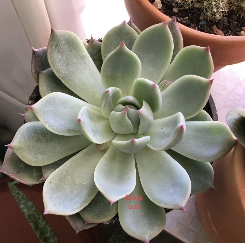 A photo of Echeveria chihuahuaensis