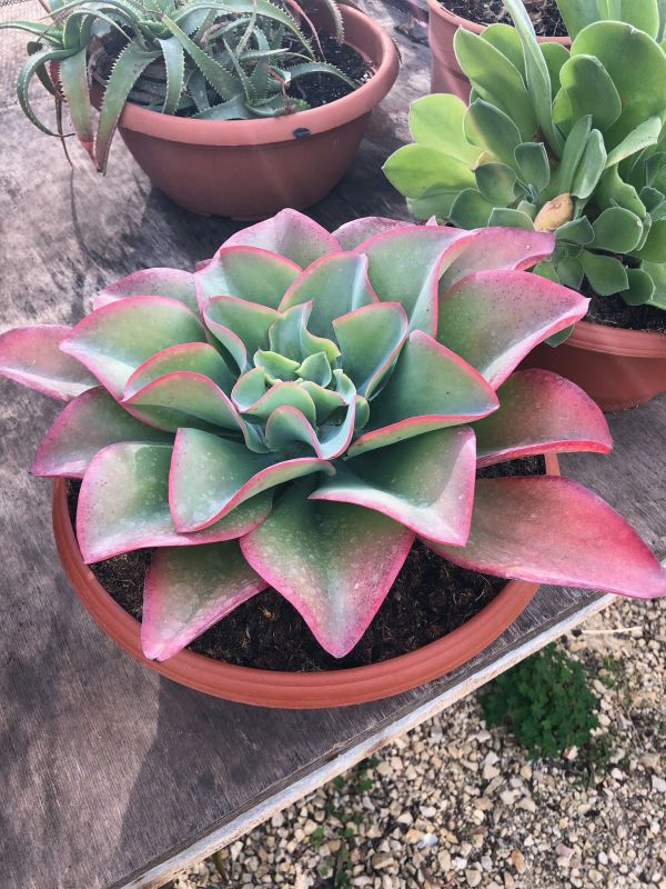 Foto de un cactus que se está identificando actualmente