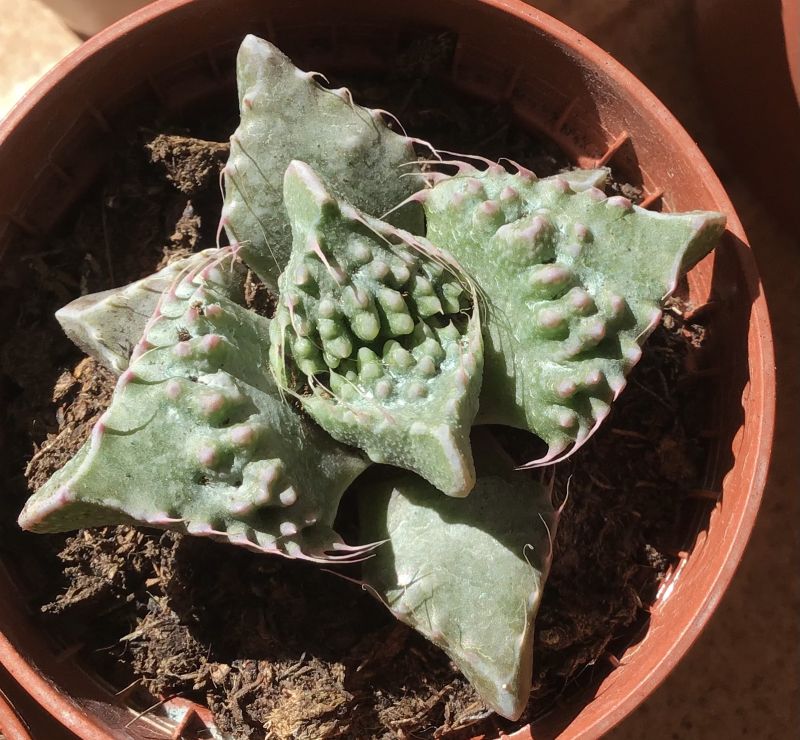A photo of Faucaria felina ssp. tuberculosa