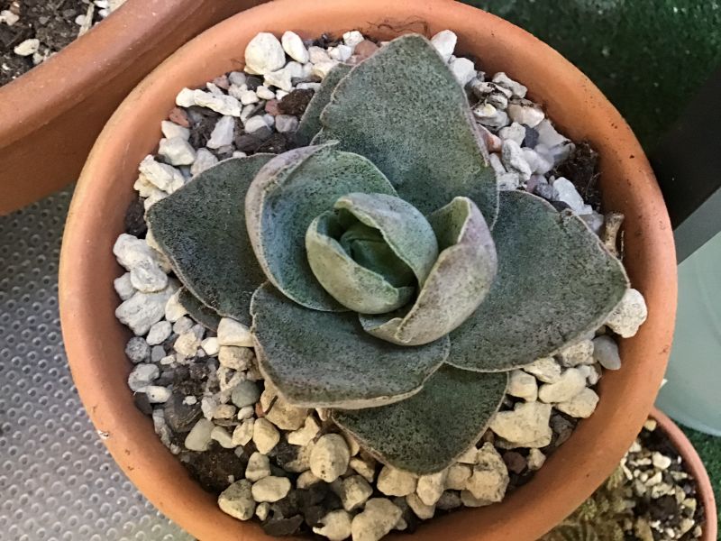Una foto de Crassula Garnet Lotus (HIBRIDO)