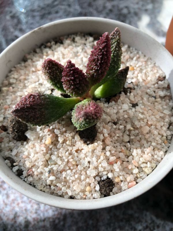 Foto de un cactus que se está identificando actualmente