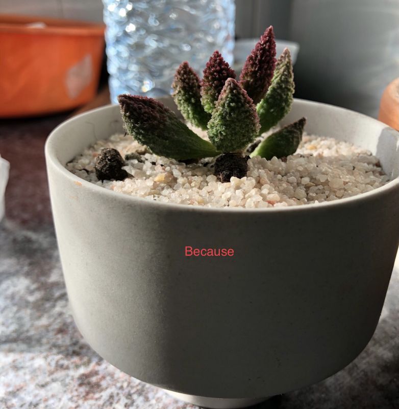 Foto de un cactus que se está identificando actualmente