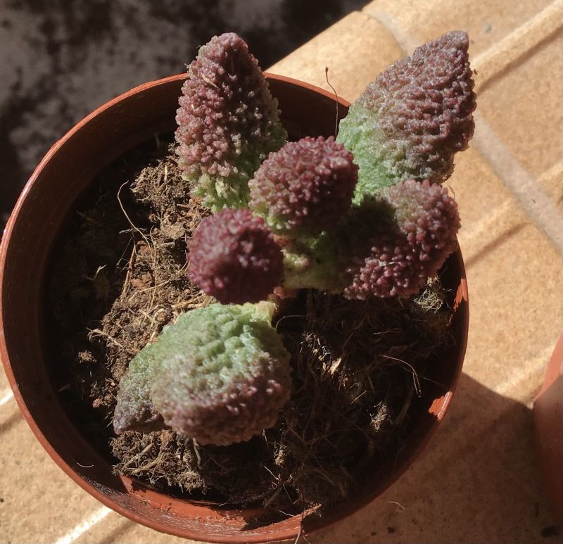 Foto de un cactus que se está identificando actualmente