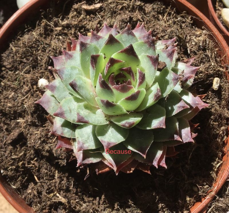 Sempervivum calcareum 