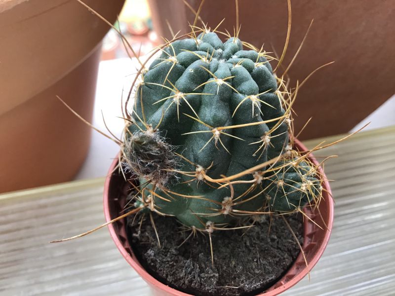 A photo of Echinopsis backebergii