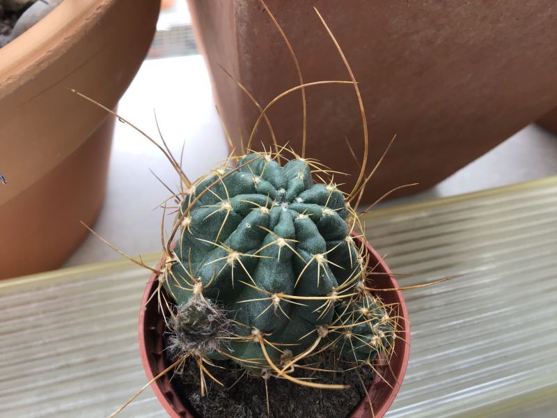 A photo of Echinopsis backebergii