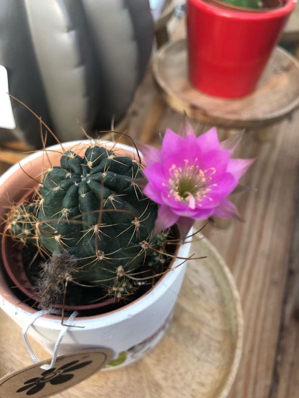 A photo of Echinopsis backebergii
