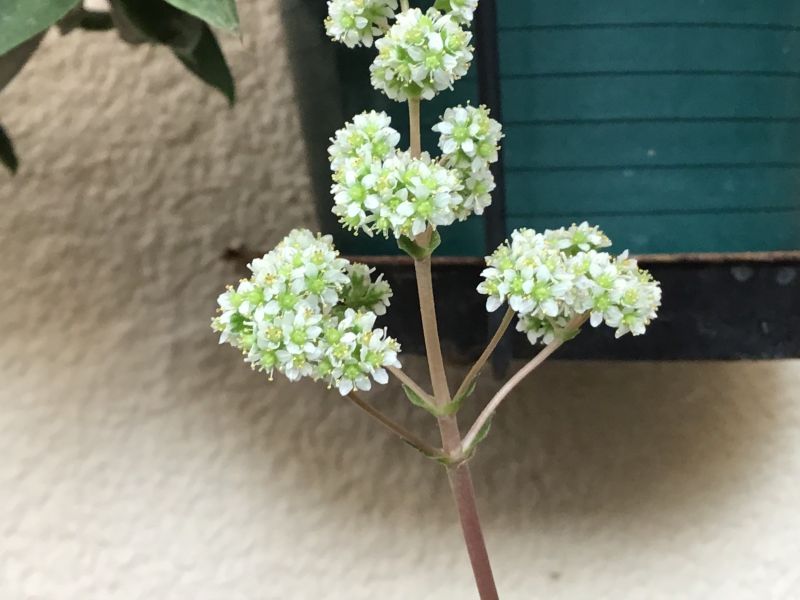 Una foto de Crassula orbicularis