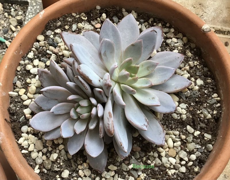 Photo of a cactus currently being identified