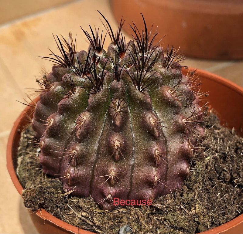 Photo of a cactus currently being identified