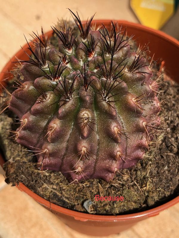 Photo of a cactus currently being identified