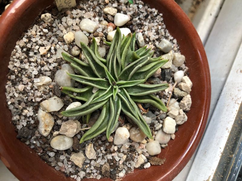 Una foto de Echeveria lutea