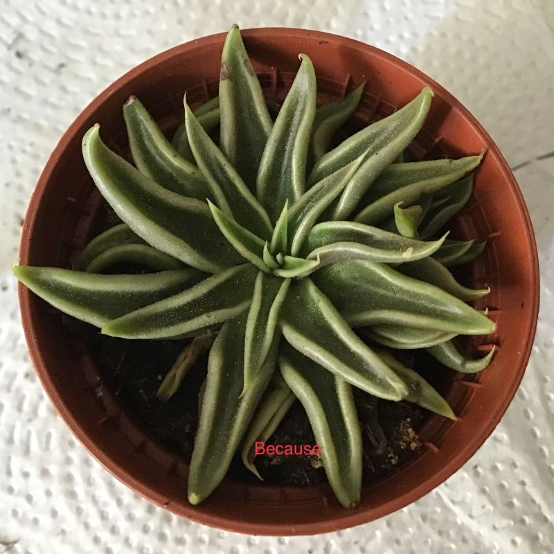 Una foto de Echeveria lutea
