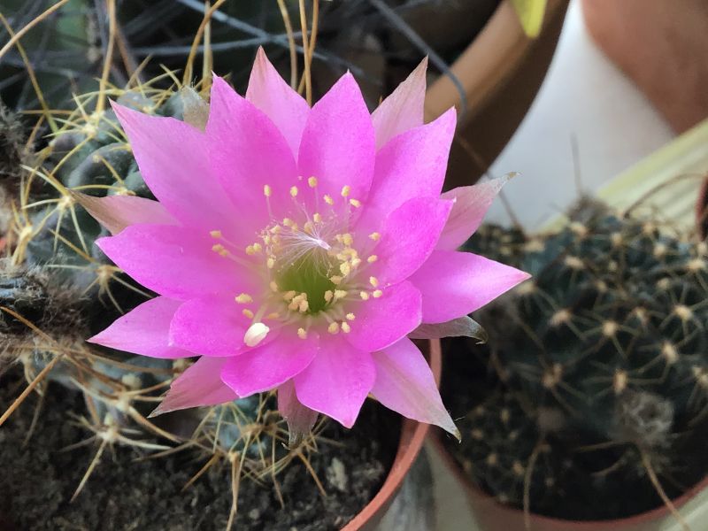 A photo of Echinopsis backebergii