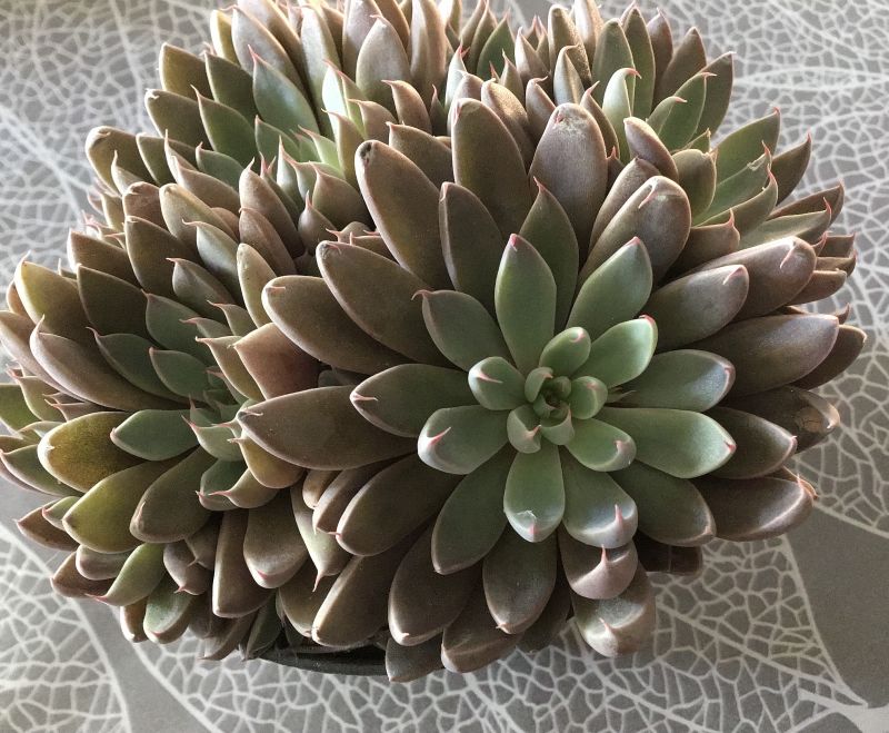 Una foto de Graptopetalum rusbyi