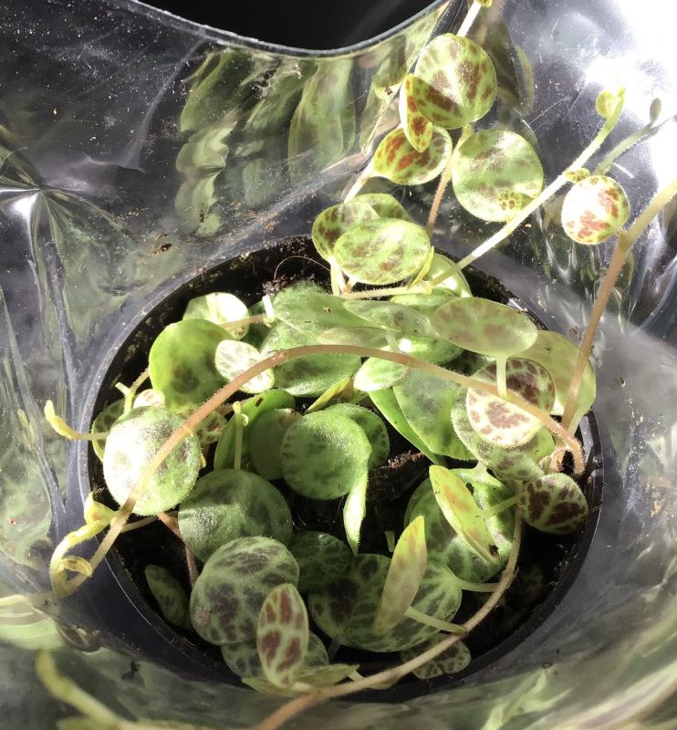 A photo of Peperomia prostrata  
