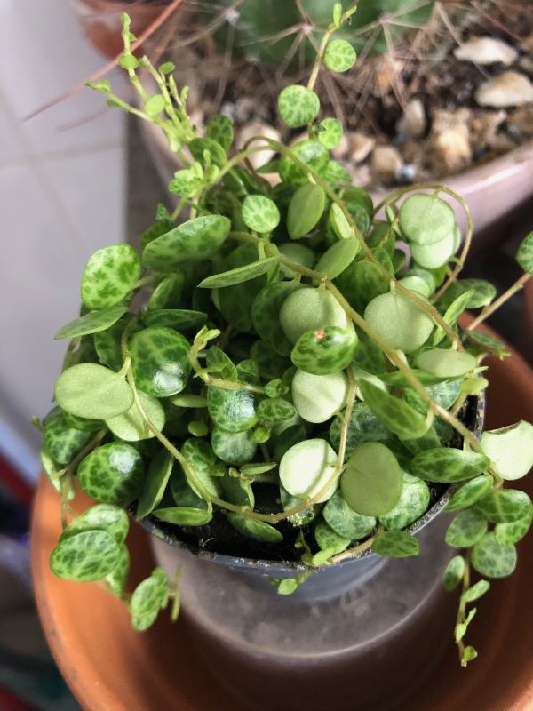 A photo of Peperomia prostrata  