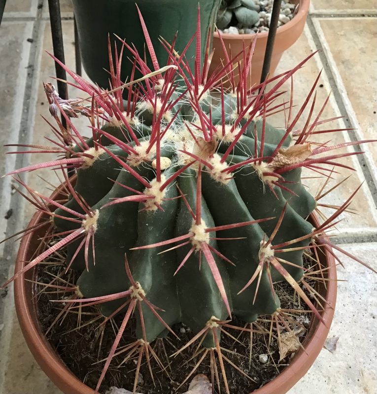 A photo of Ferocactus pilosus