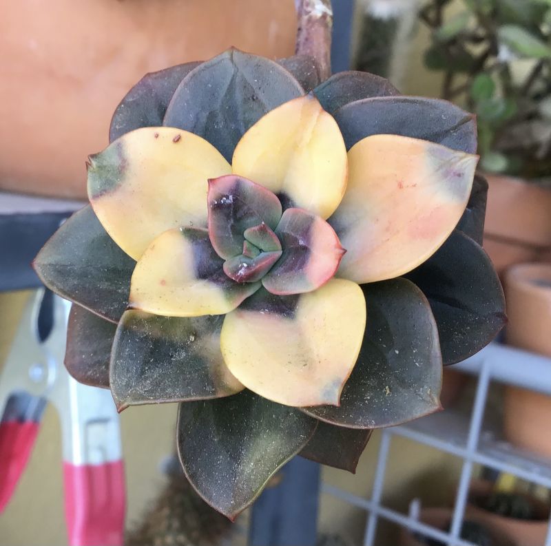 Una foto de Echeveria Chroma