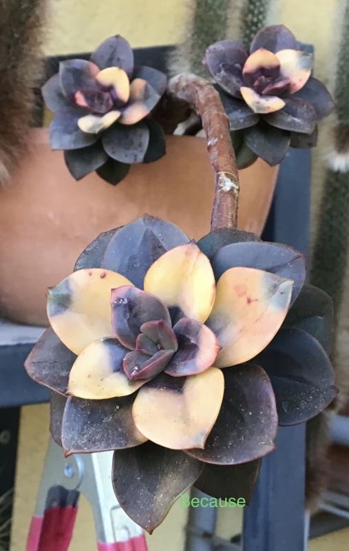 Una foto de Echeveria Chroma