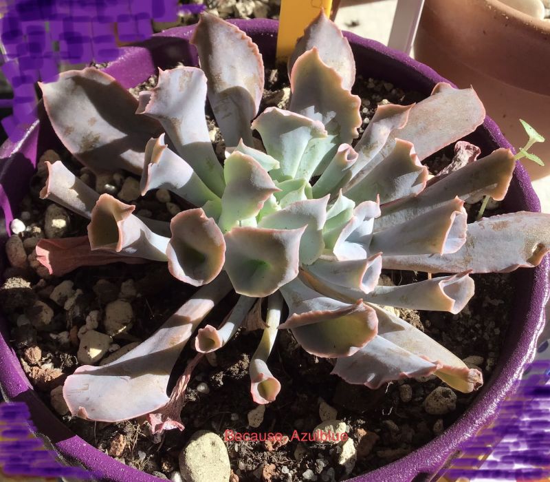 A photo of Echeveria Pink Trumpet (HIBRIDO)