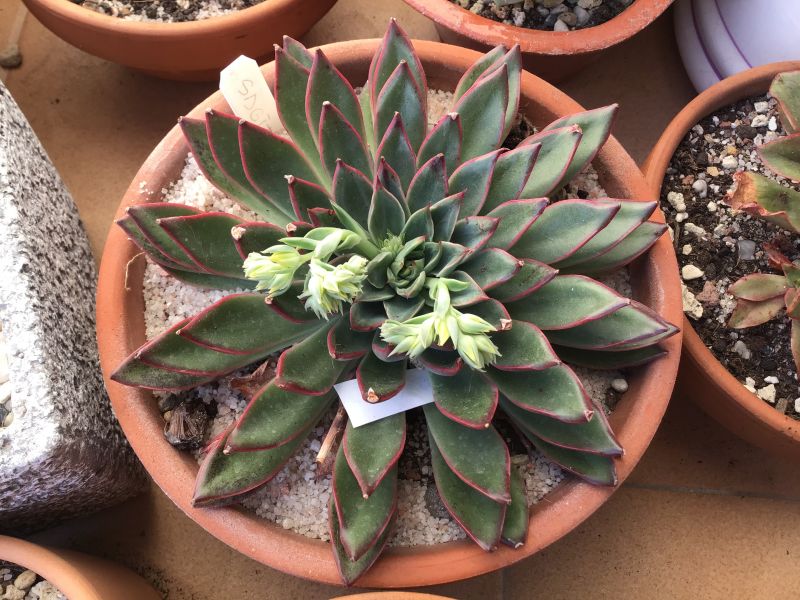 Una foto de Echeveria Sagitta (Echeveria agavoides x E. multicaulis) 
