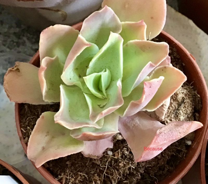 Foto de un cactus que se está identificando actualmente