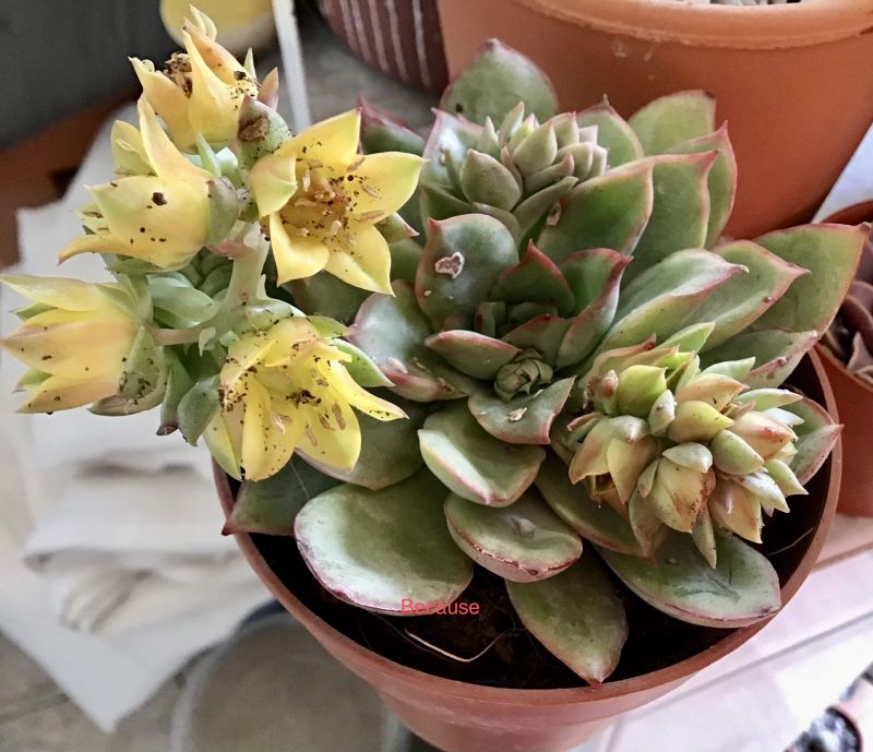 Foto de un cactus que se está identificando actualmente