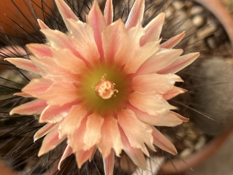 Una foto de Eriosyce crispa ssp. atroviridis