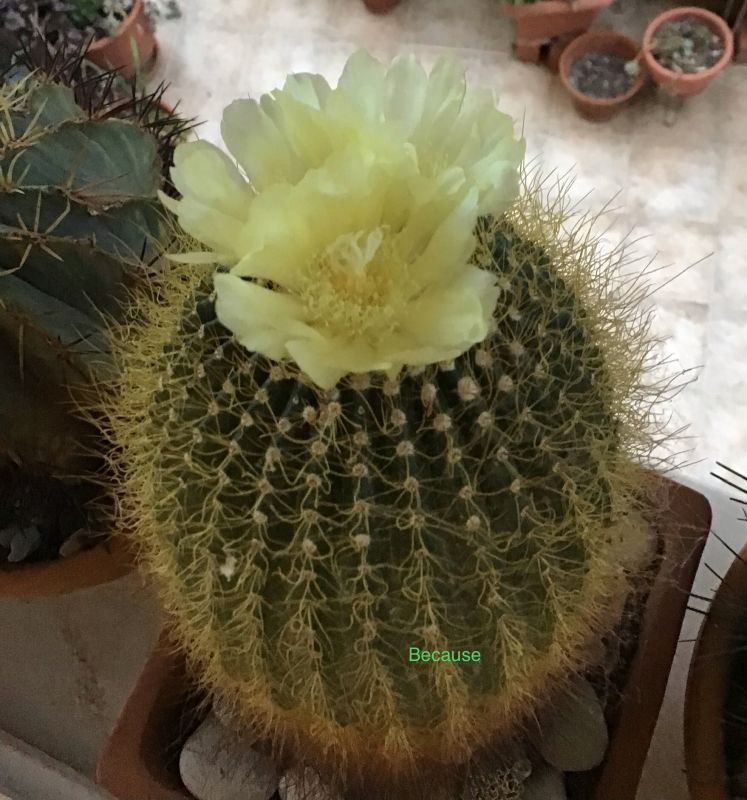 A photo of Parodia leninghausii