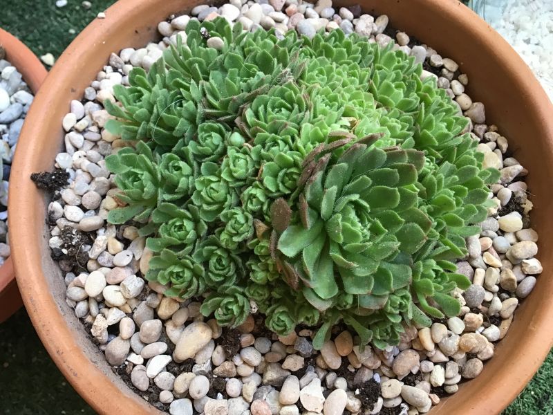 Photo of a cactus currently being identified