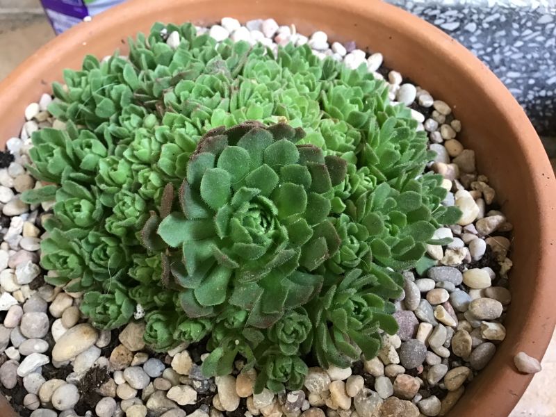 Photo of a cactus currently being identified