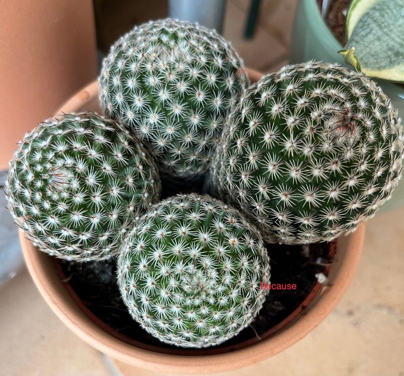 A photo of Mammillaria matudae