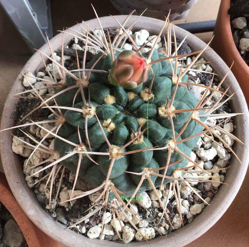 Photo of a cactus currently being identified