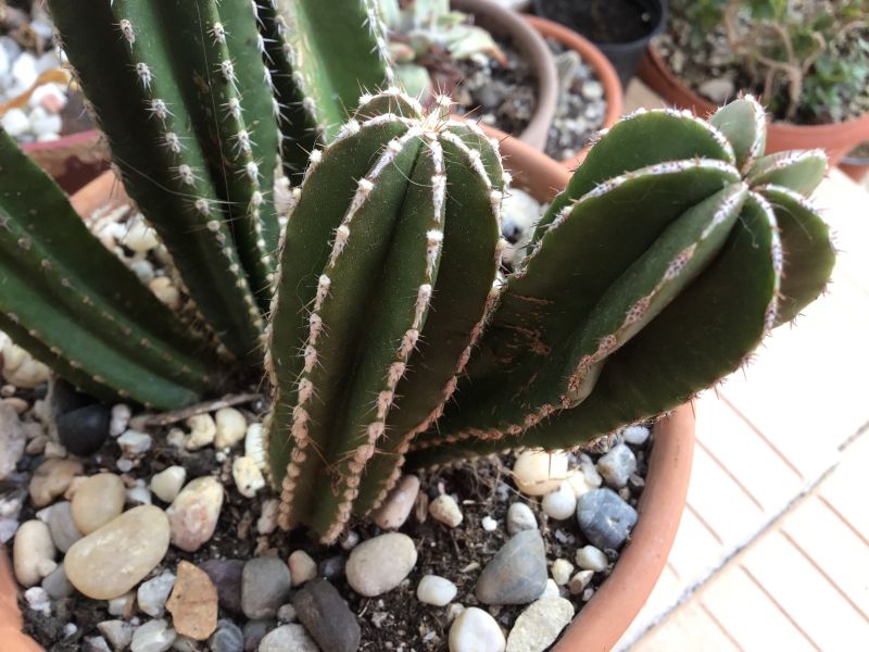 A photo of Pachycereus marginatus