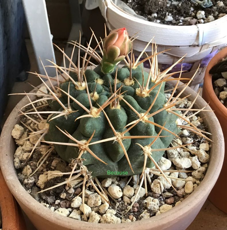 Photo of a cactus currently being identified