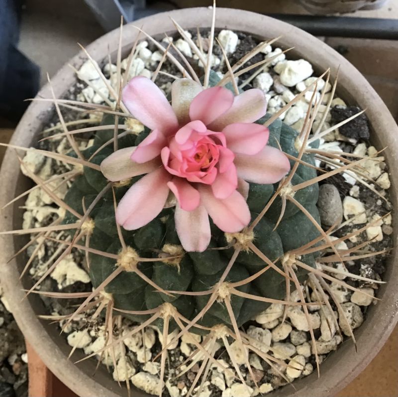 Photo of a cactus currently being identified