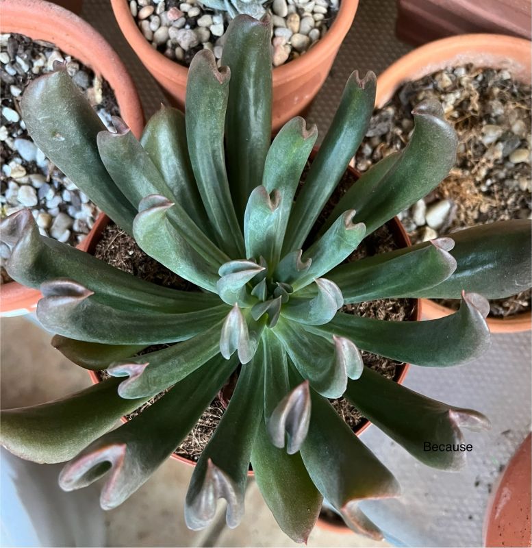 Photo of a cactus currently being identified
