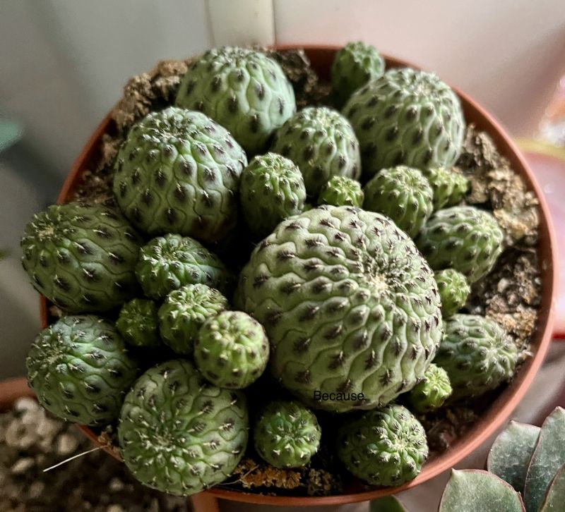 Una foto de Sulcorebutia tarabucoensis ssp. rauschii 