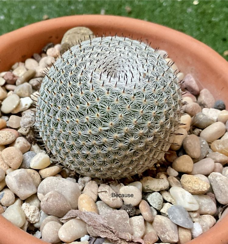 Photo of a cactus currently being identified