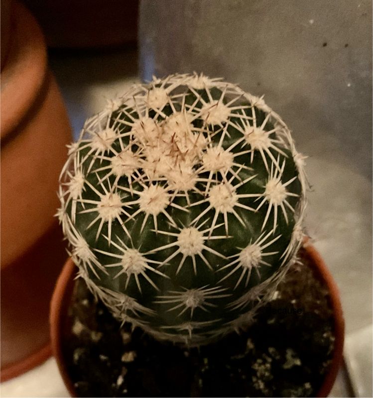 A photo of Echinocereus pectinatus var. wenigeri