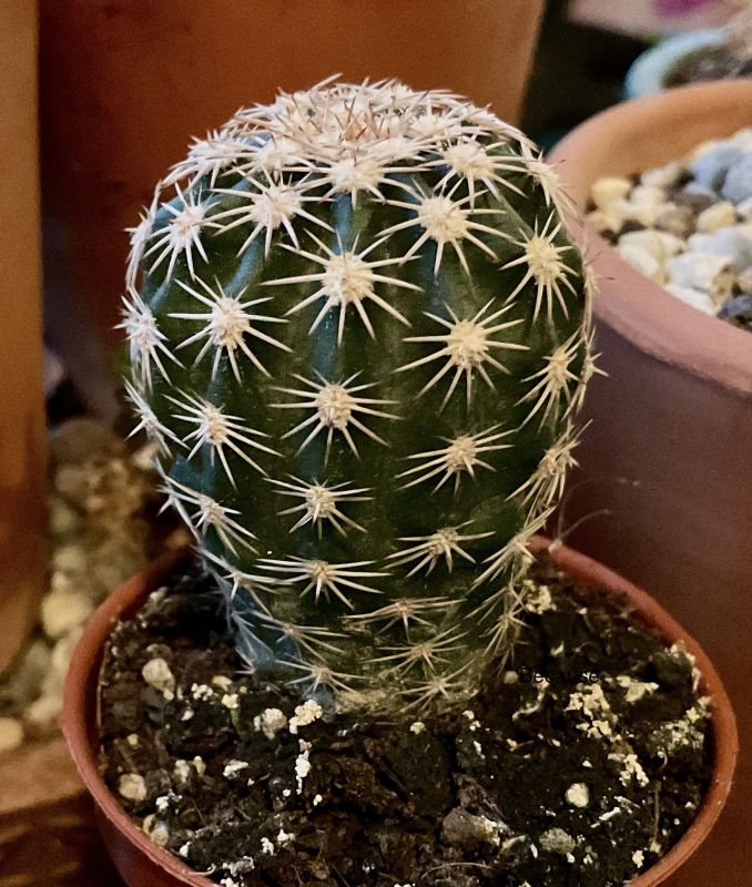 A photo of Echinocereus pectinatus var. wenigeri