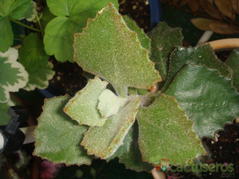Una foto de Kalanchoe beharensis