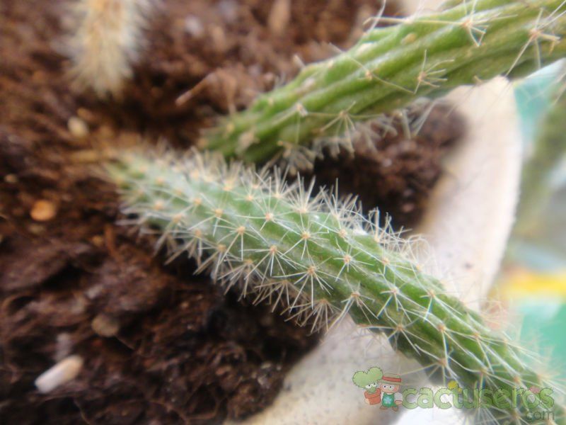 A photo of Disocactus flagelliformis
