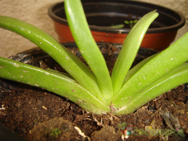 Una foto de Glottiphyllum longum