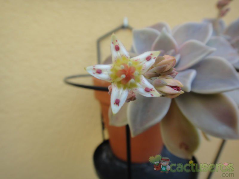 A photo of Graptopetalum paraguayense
