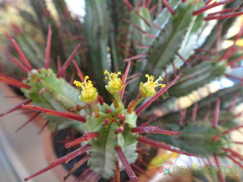 A photo of Euphorbia enopla
