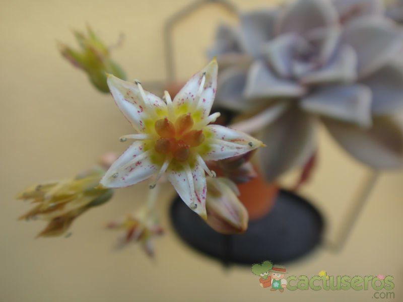 A photo of Graptopetalum paraguayense