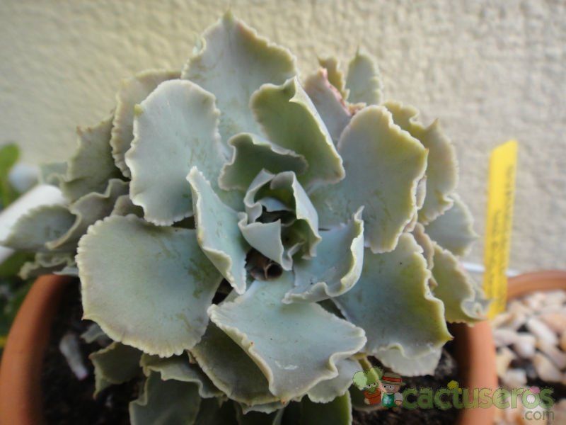 A photo of Echeveria cv. Blue Wave
